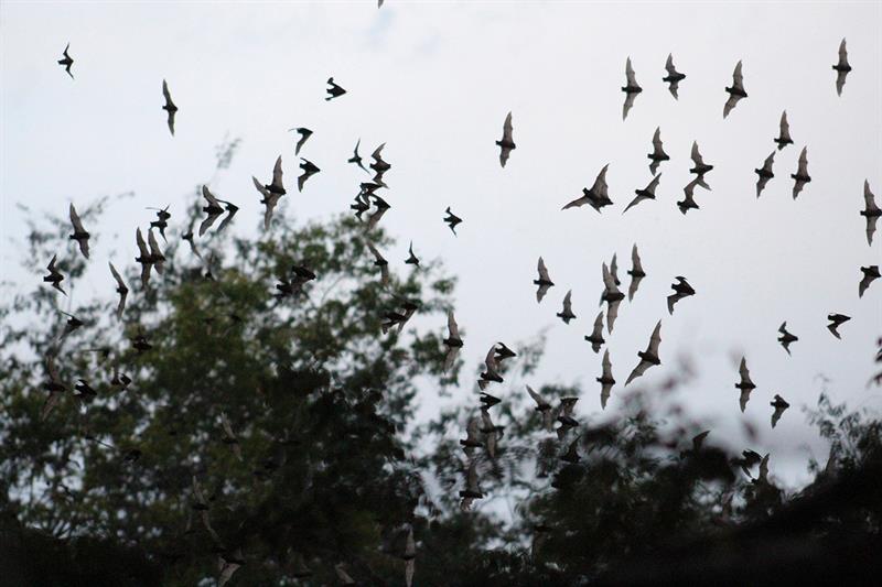 El proyecto emprendido busca recuperar la población del murciélago hocicudo menor, que se había reducido un 10 % por la degradación de su habitat, y que es el principal polinizador de los agaves de donde se obtienen el mezcal, el tequila y el pulque.