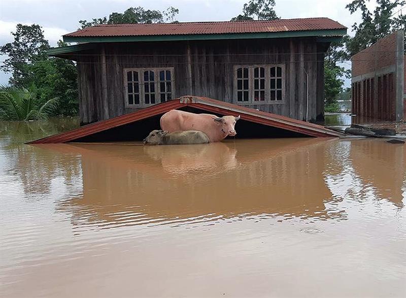 na vaca cerca a una vivienda en una zona inundada