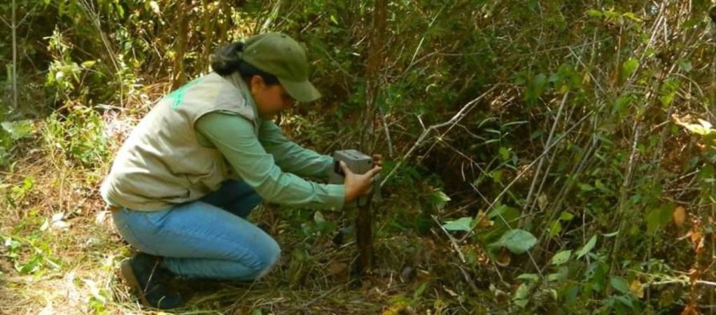 Nansedalia Ramírez coloca una equipo de monitoreo de la biodiversidad. Foto: Cortesía ejido Cordón Grande.