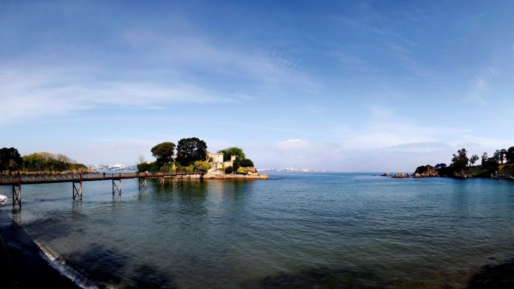 flores de los acantilados junto al mar