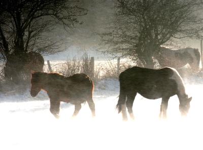 Sólo lloverá de forma débil en Galicia, Pirineos y Canarias,  así como nieblas, que serán intensas en la Meseta norte y depresiones de Huesca y Lérida. 