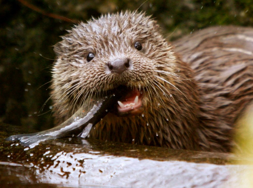Foto de archivo de una nutria europea "lutra lutra" en el Zoo de Zurich, Suiza. EFE/Steffen Schmidt
