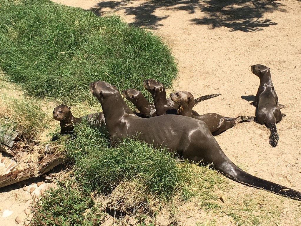 Primer cama de nutrias gigantes del Amazona en España. Zoo de Madrid