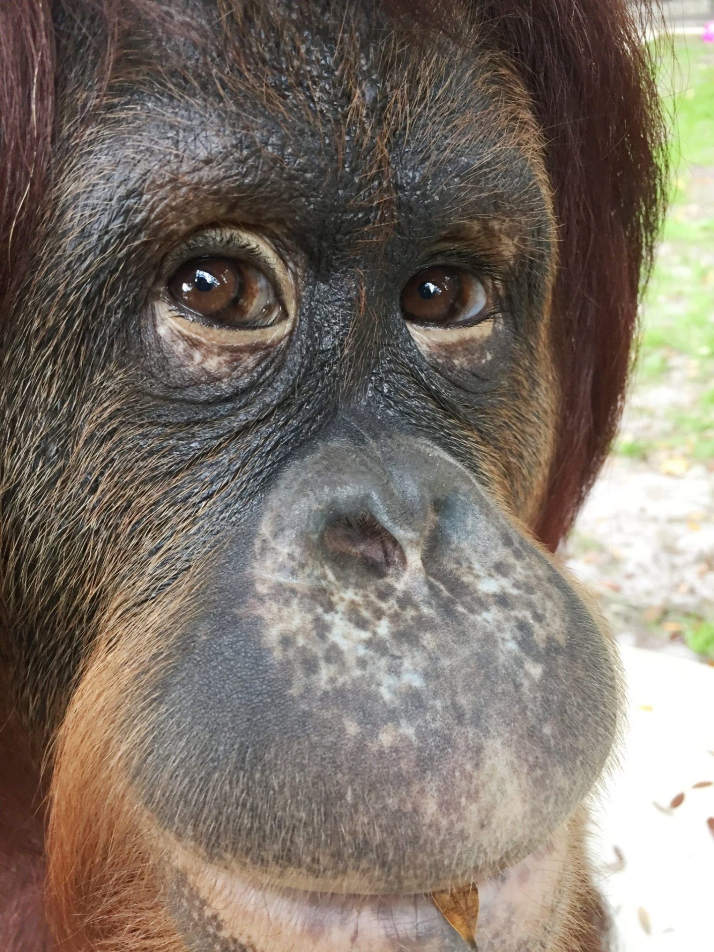ACOMPAÑA CRÓNICA:EEUU GORILAS MIA20. MIAMI (FL, EE.UU.), 02/06/2016.- Fotografía sin fecha cedida de un bebé de orangután en el boscoso África tropical situado en Wauchula, en el centro del estado de Florida (EE.UU.), un remoto paraje que alberga uno de los más importantes hogares de grandes simios en Estados Unidos. Santuario para grandes primates fundado en 1993, el Centro para Grandes Simios es un entramado selvático de 120 acres (486.000 metros cuadrados) donde conviven especies de grandes simios como orangutanes, chimpancés y bonobos rescatados de la industria del entretenimientos, los laboratorios de experimentos científicos, zoológicos y tiendas de mascotas. EFE/Center for Great Apes/SOLO USO EDITORIAL/NO VENTAS