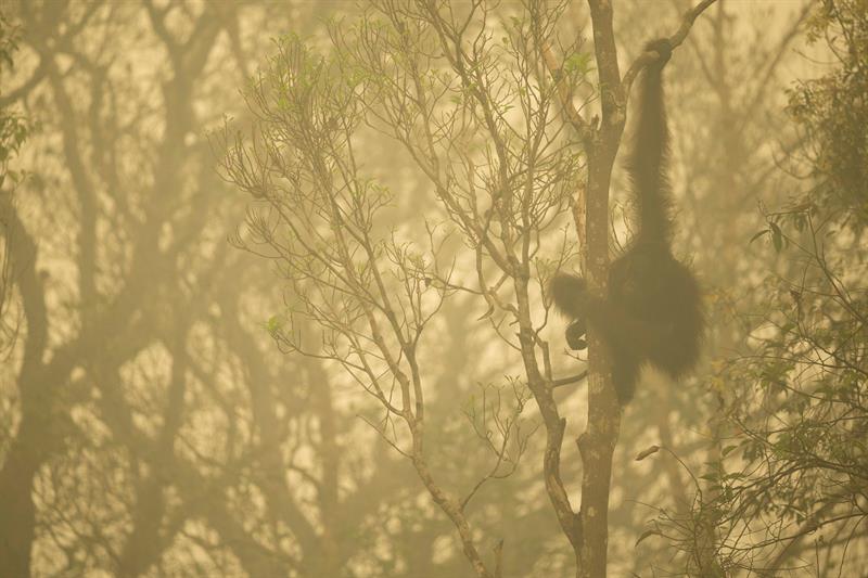 un orangután de Borneo entre la niebla, en la provincia de Kalimantan, Indonesia, el 24 de octubre de 2015.