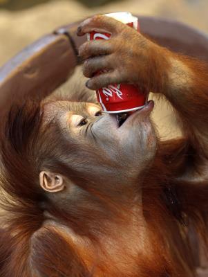 Una cría de tres años de orangután bebe de una lata de refresco en un zoológico privado en Bangkok. Más de 3.000 monos son capturados en las selvas africanas y del sudeste asiático todos los años, en relación con el tráfico ilegal de animales.  . EFE/Rungroj Yongrit