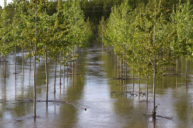 MANGANESES DE LA POLVOROSA (ZAMORA), 10/05/2016.- Chopera anegada por la crecida del río Órbigo a su paso por Manganeses de la Polvorosa (Zamora), debido a las últimas lluvias. EFE/Mariam A. Montesinos