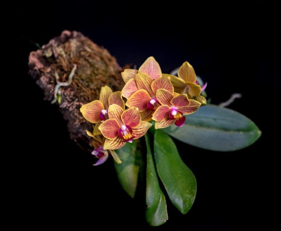 Orquídeas in vitro, protagonistas de la feria 