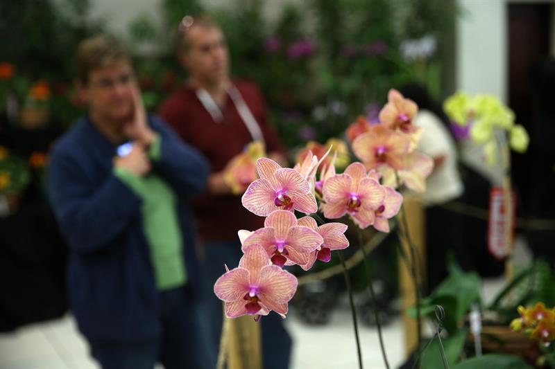 Flores en el Festival Nacional de Orquídeas de Guatemala. 