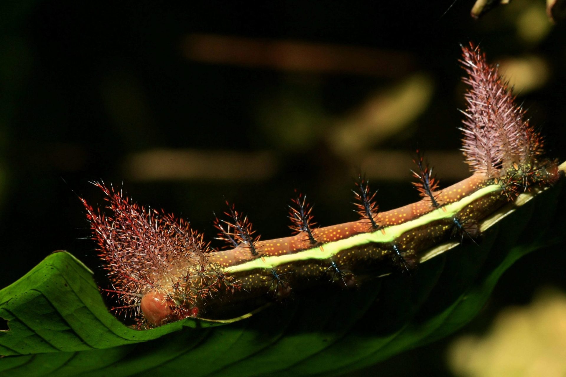 Una oruga sobre una hoja de árbol en el Parque Nacional Natural Amacayacu (Colombia)