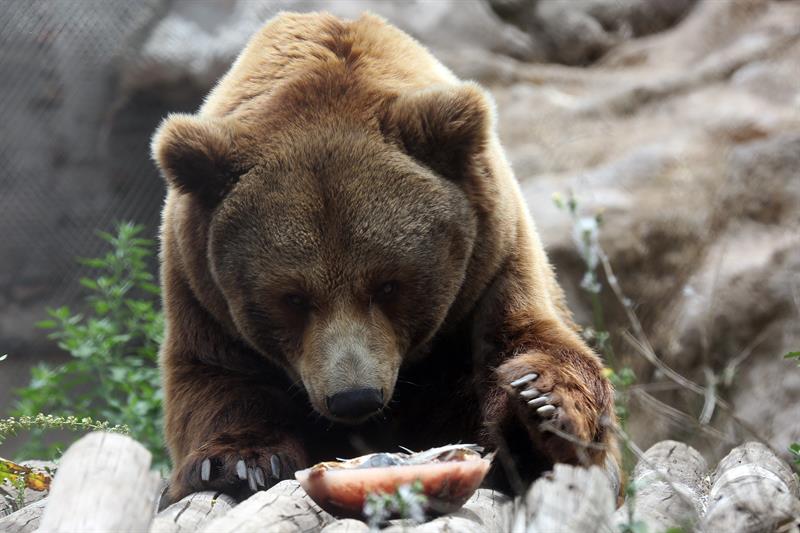Un oso come un helado para aliviar el calor que sufre el centro de Chile. 
