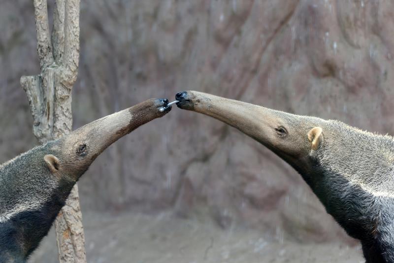 Dos ejemplares de osos hormigueros gigantes hembras se alimentan en el zoo de Huachipa, que muestra a las tres especies de osos hormigueros que existen en el planeta: los gigantes, los tamandúas y los pigmeos. 