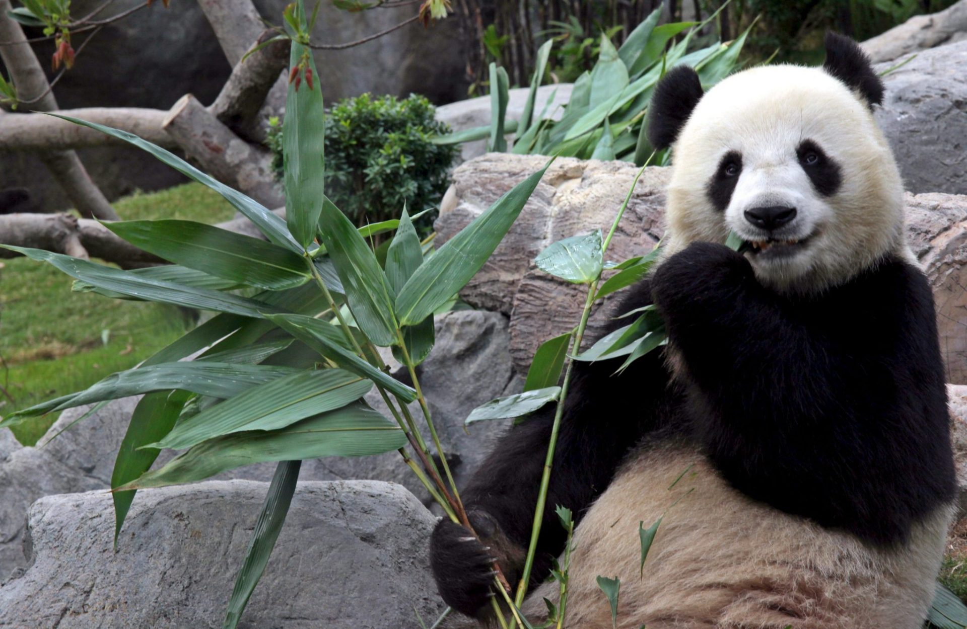 Панда лось. Bambus Panda. Панда на море фото. Бамбус животное. Панда Проджект мероприятия.