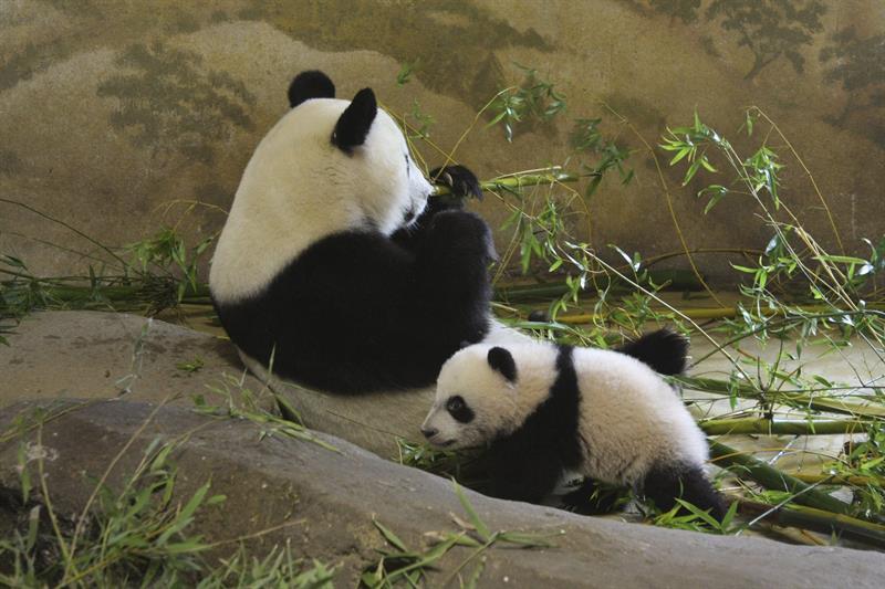 Primer paseo en solitario de Xing Bao, el pequeño oso panda del Zoológico Aquarium de Madrid que ya ha cumplido cinco meses.