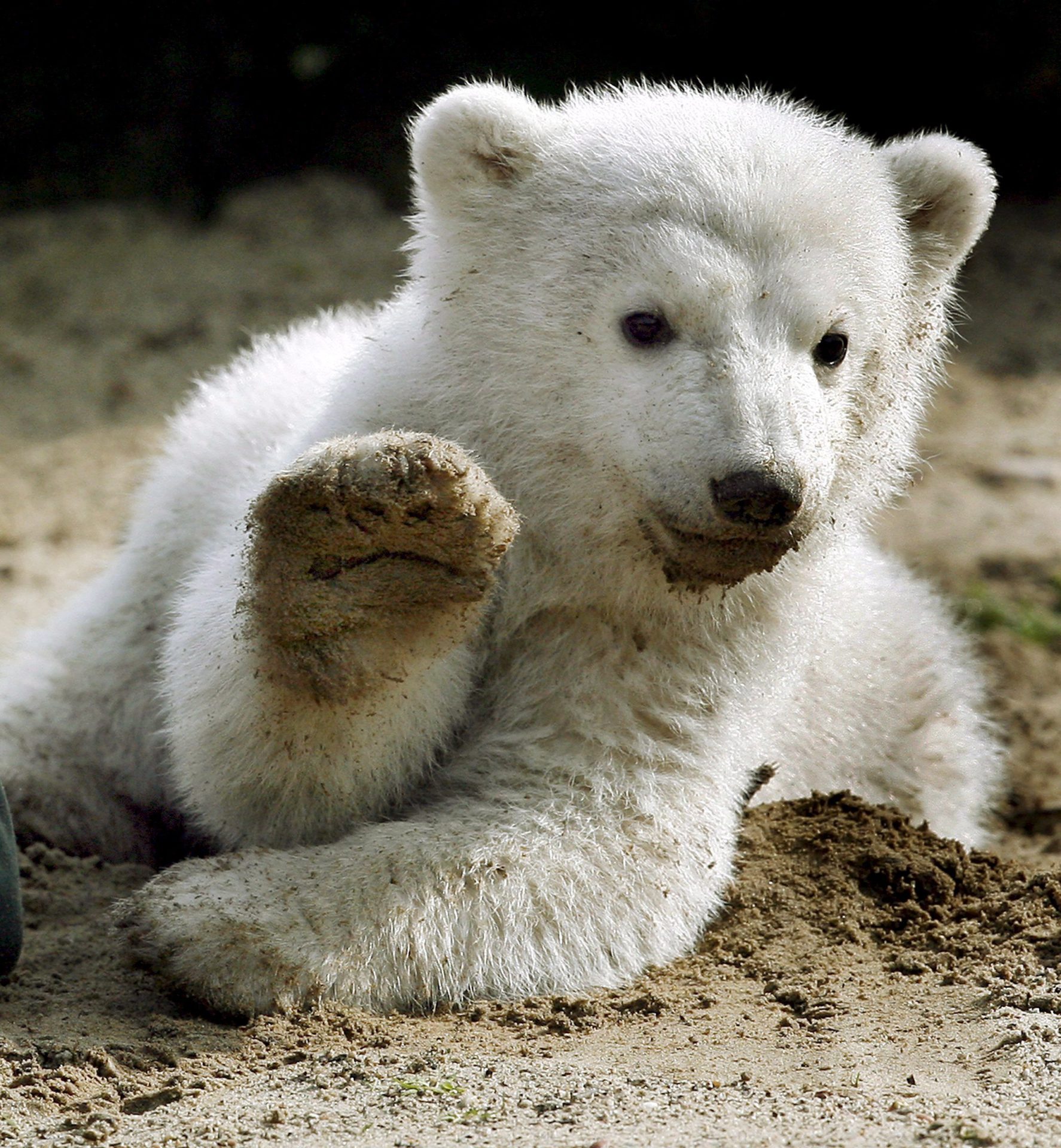 Un cachorro de oso polar saluda al fotógrafo.