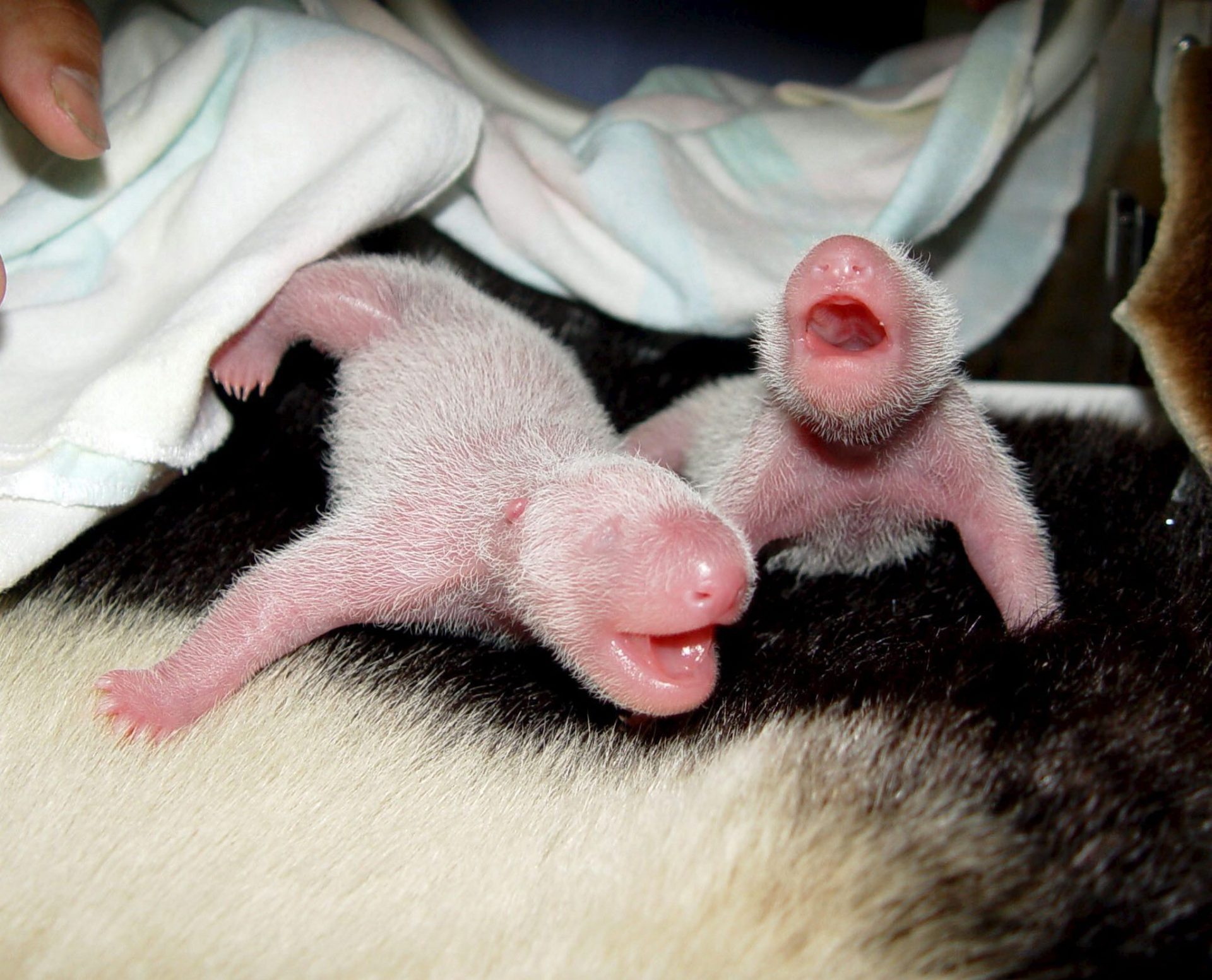 Gemelos de oso panda gigante recién nacidos, en una foto de archivo.