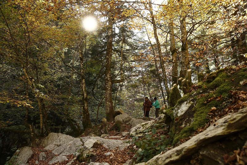 Varias personas pasean por la Selva de Irati, un magnífico bosque de hayas en Navarra.