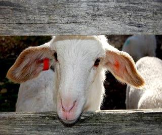 Fotografía de archivo de una oveja australiana en Tasmania. EFE/ SIMON DE SALAS/