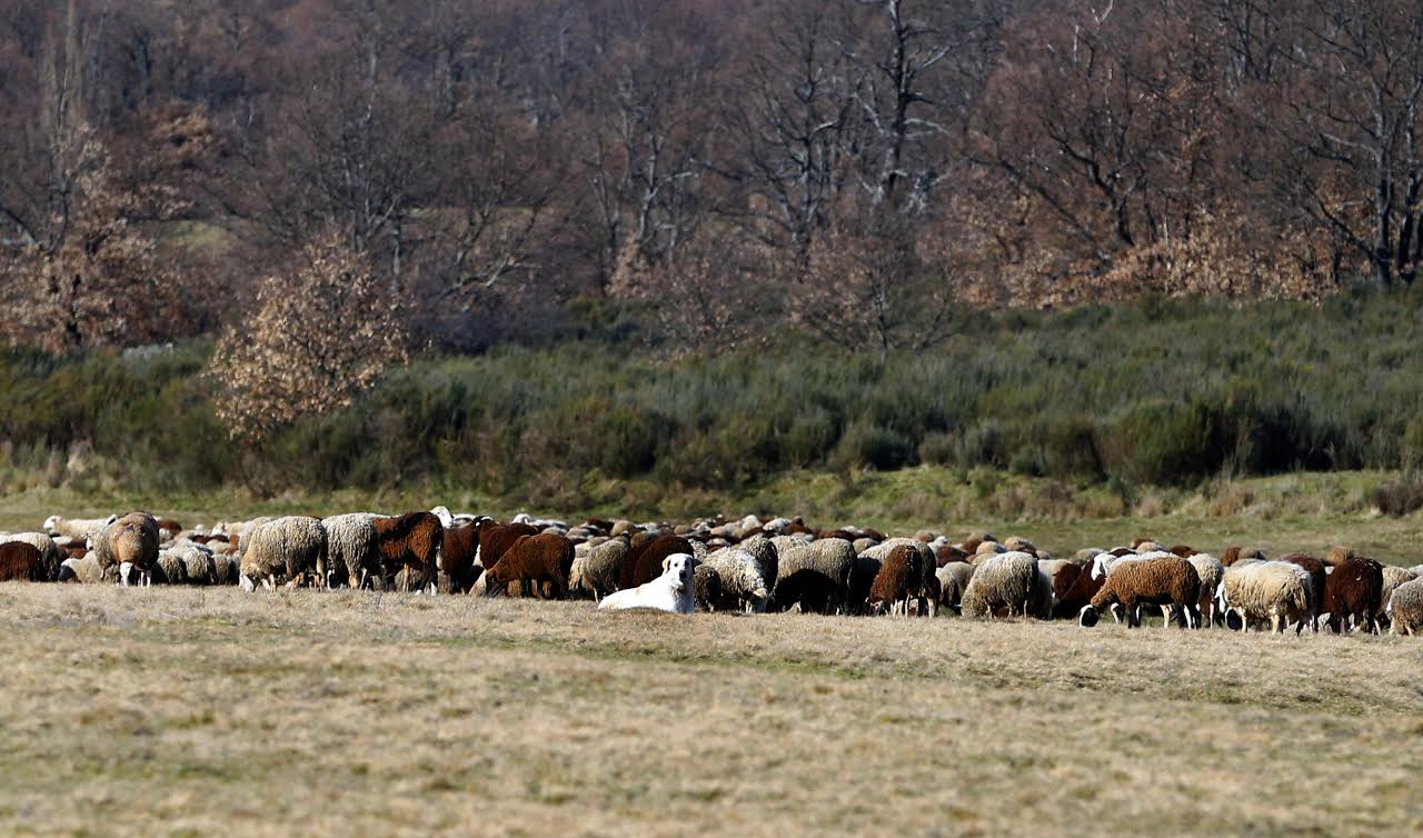 Un rebaño de unas mil ovejas más otras tantas vacas, recorrieron esta mañana las principales calles del centro de Madrid en la celebración de la XVI Fiesta de la Trashumancia, que este año reivindicará la importancia de los pastizales para frenar el cambio climático. EFE/Victor Lerena