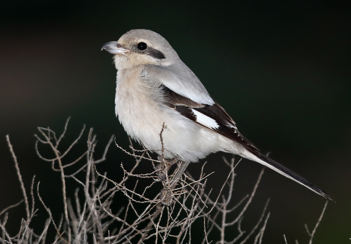 Foto: Alcaudón real spp. pallidirostris ©Juan Sagardía