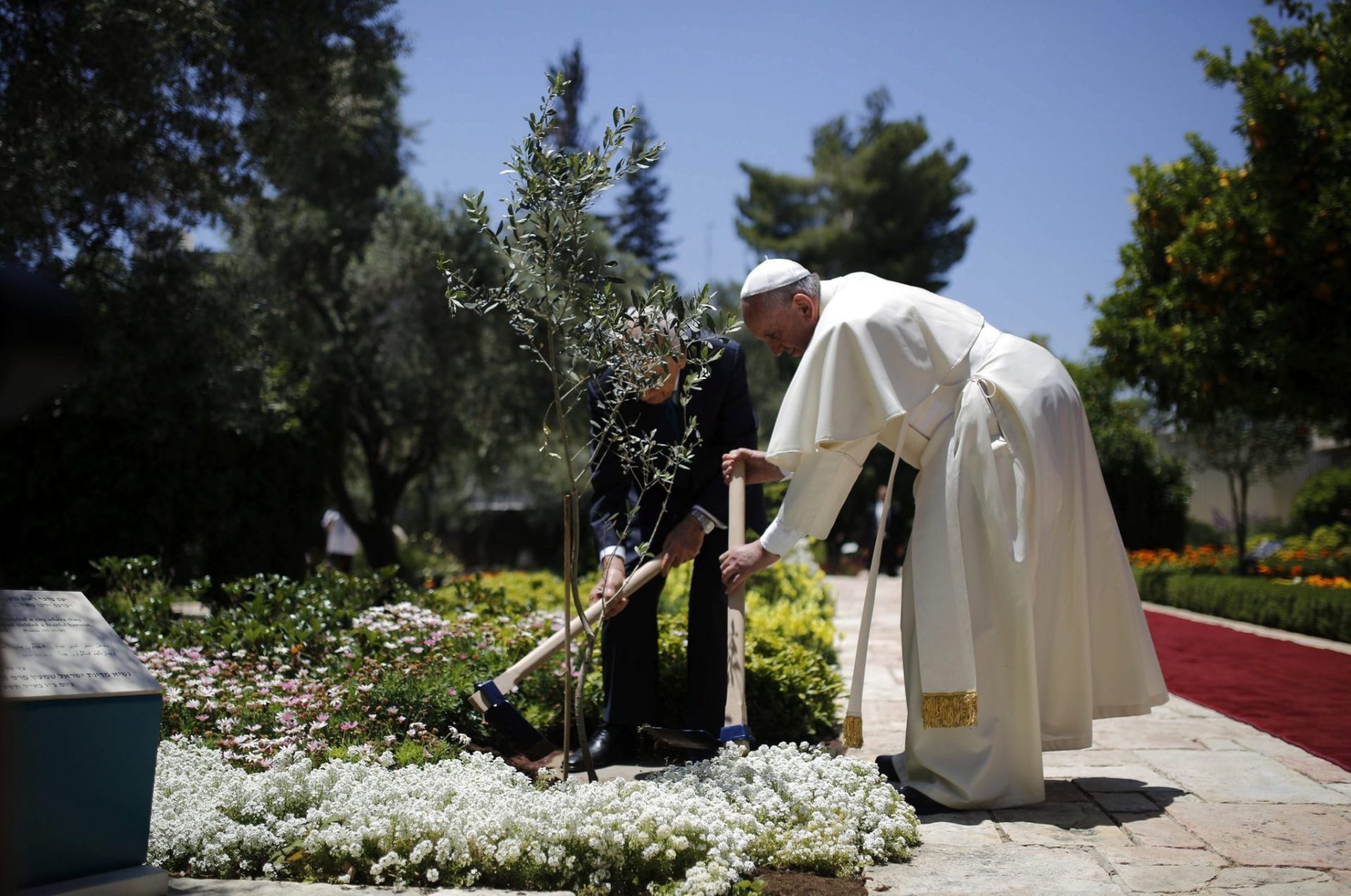 El papa Francisco y Simón Peres plantan un árbol en Jerusalén.