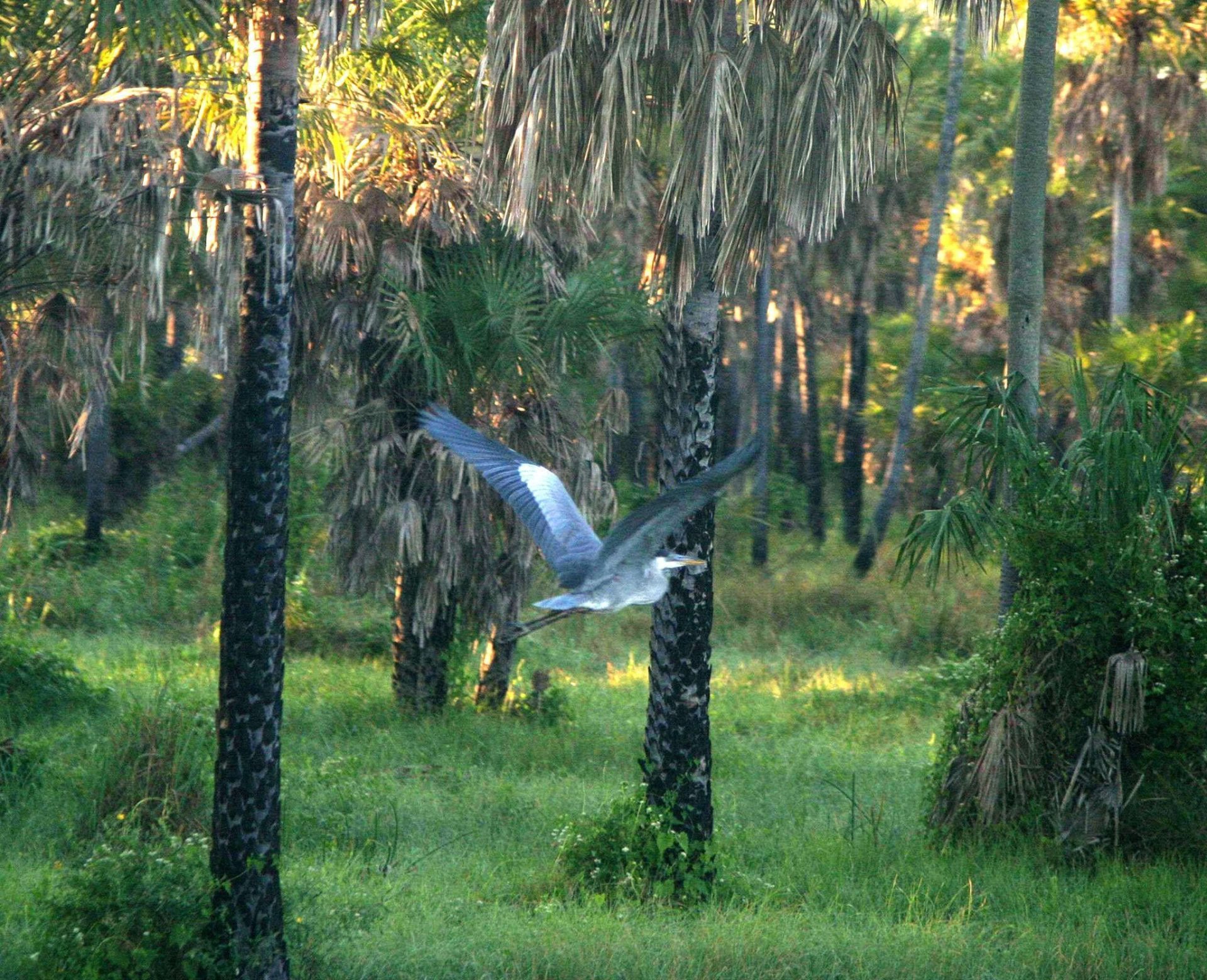 Una garza gris en vuelo en El Chaco paraguayo.