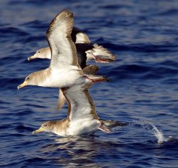 pardelas cenicientas