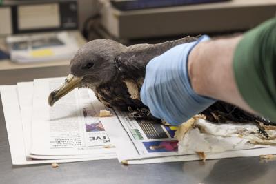 El vertido de fuel afectó a la avifauna, como esta pardela que limpian en el Centro de Recuperación de Fauna Silvestre.