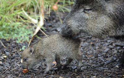 Pecarí hembra con una cría.