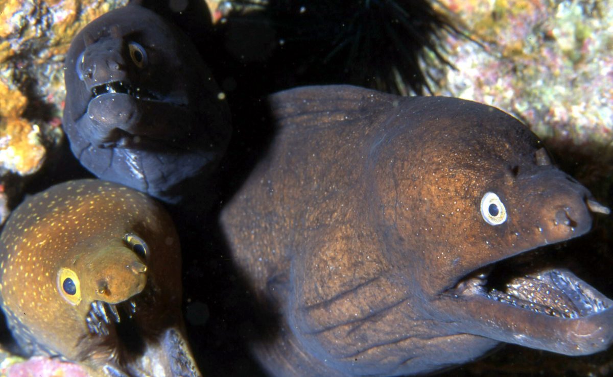 El Gobierno quiere ampliar las reservas marinas.