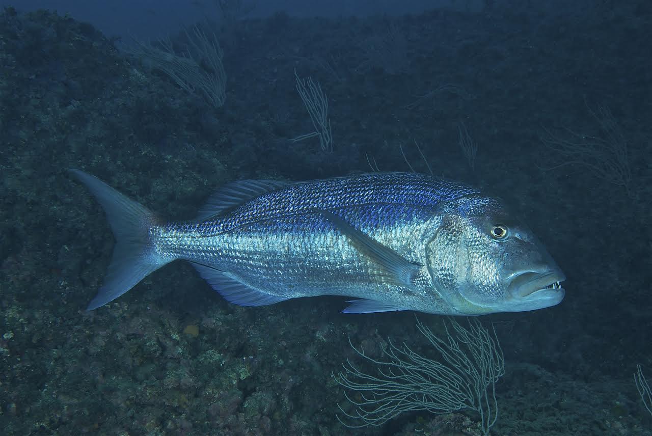 El cambio de temperatura del mar afecta a los peces de las Islas Medes.