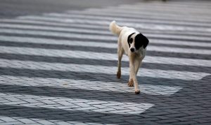 Un perro callejero camina sobre un paso de cebra en el centro de Tirana (Albania).