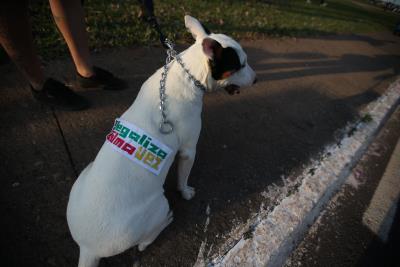 Un perro asiste con su dueño a una manifestación en favor de la legalización de la marihuana. 