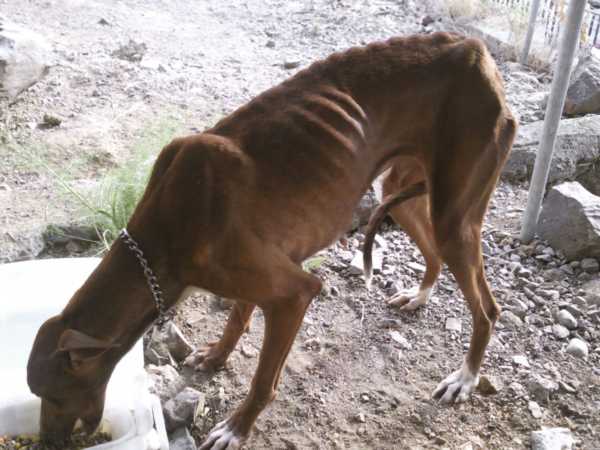 El Seprona denuncia al propietario de 18 podencos en "pésimas condiciones"