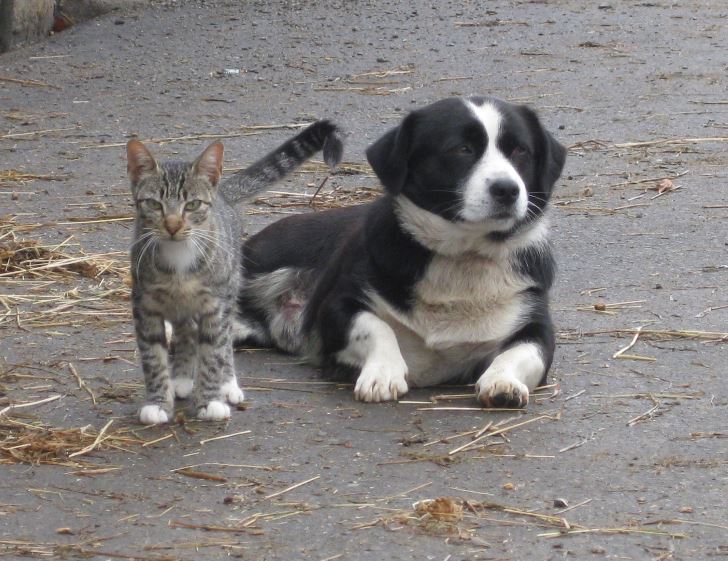 Imagen de un perro y gato. Foto/Marta Martínez