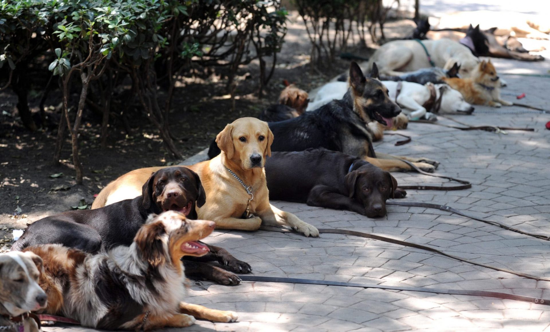 Otro condenado a cárcel por maltratar a sus perros.