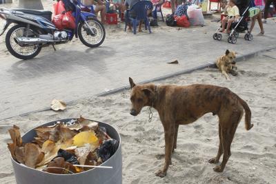 Campaña de una ONG de Bangladesh para esterilizar a miles de perros vagabundos.
