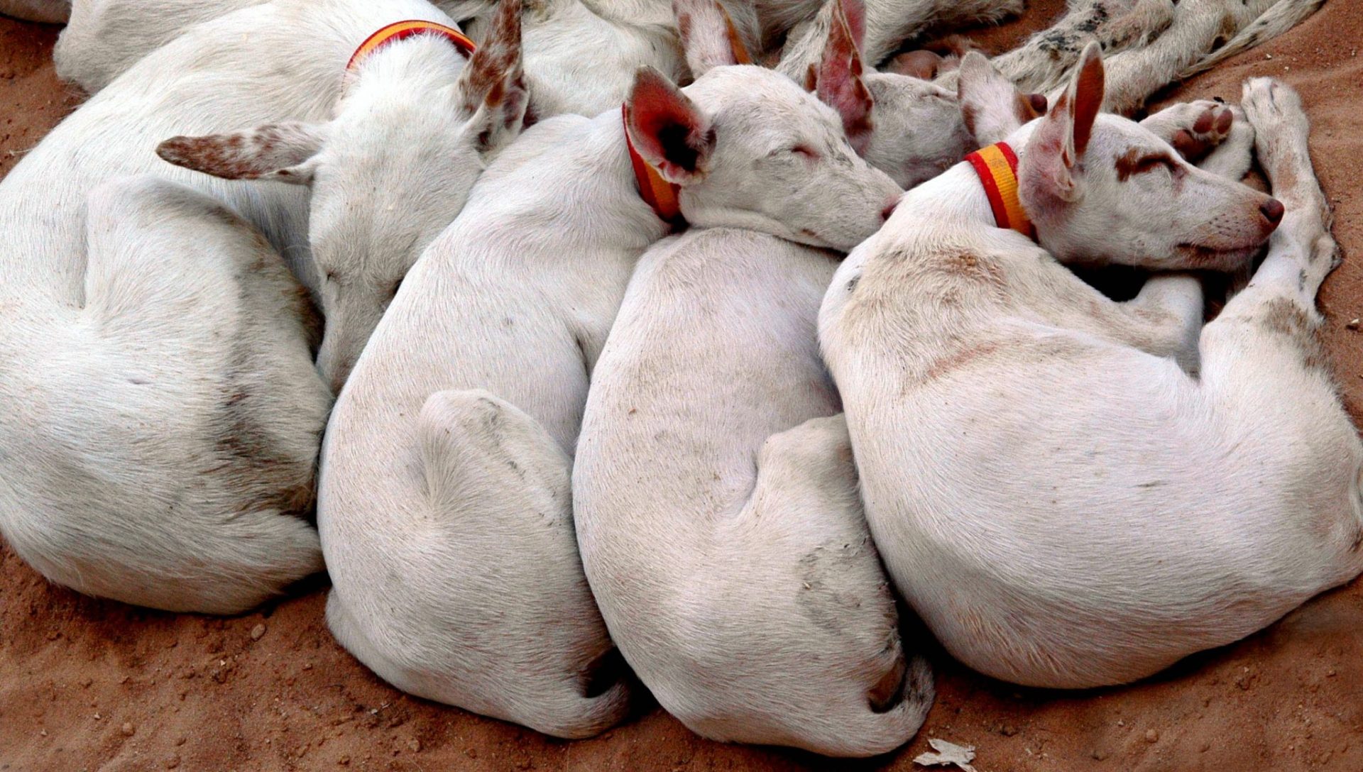 Detienen a un criador de perros por amenazar de muerte a los agentes rurales.