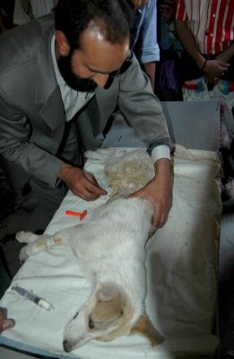 La ONG Obhoyarono comenzó este mes una nueva ofensiva para vacunar y esterilizar en un año a 4.000 perros callejeros