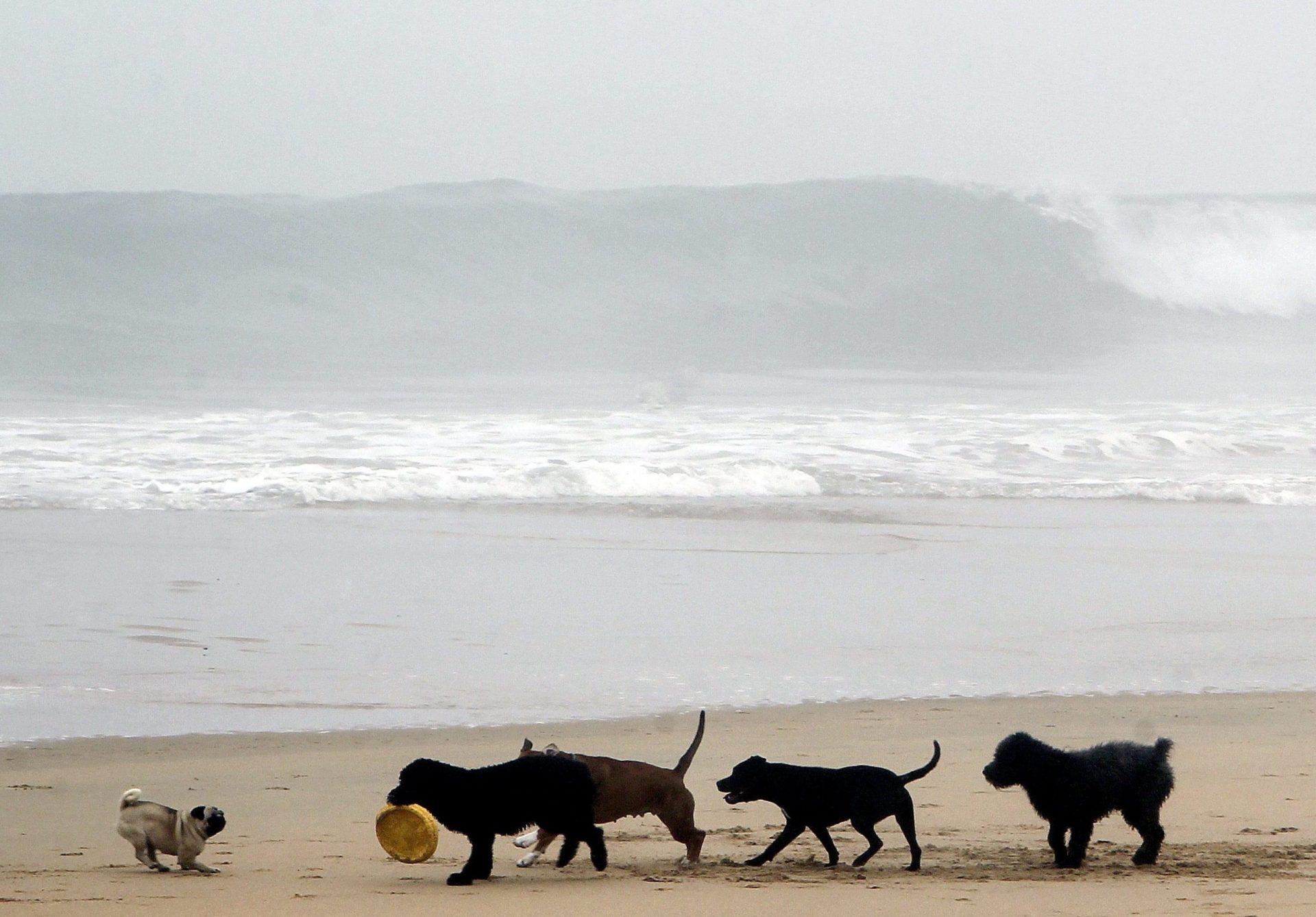 Varios perros juegan en la playa de La Concha de San Sebastián