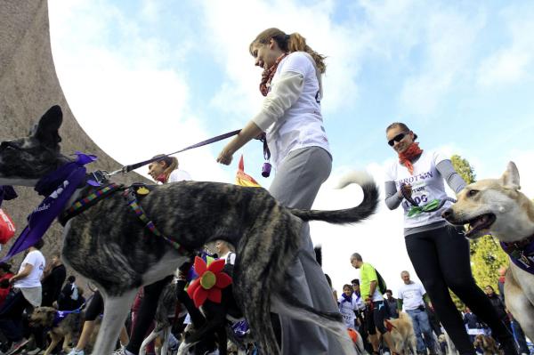Propietarios de perros y sus mascotas momentos antes de tomar la salida en "Perrotón 2013", la mayor carrera de España de este tipo, que tiene 1,5 kilómetros de recorrido por el centro de Madrid. EFE/Zipi