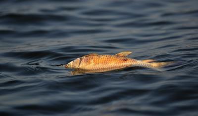 ONU calcula que en 2050 los océanos contendrán más plásticos que peces, y el 99 % de las aves marinas habrá ingerido plástico. 