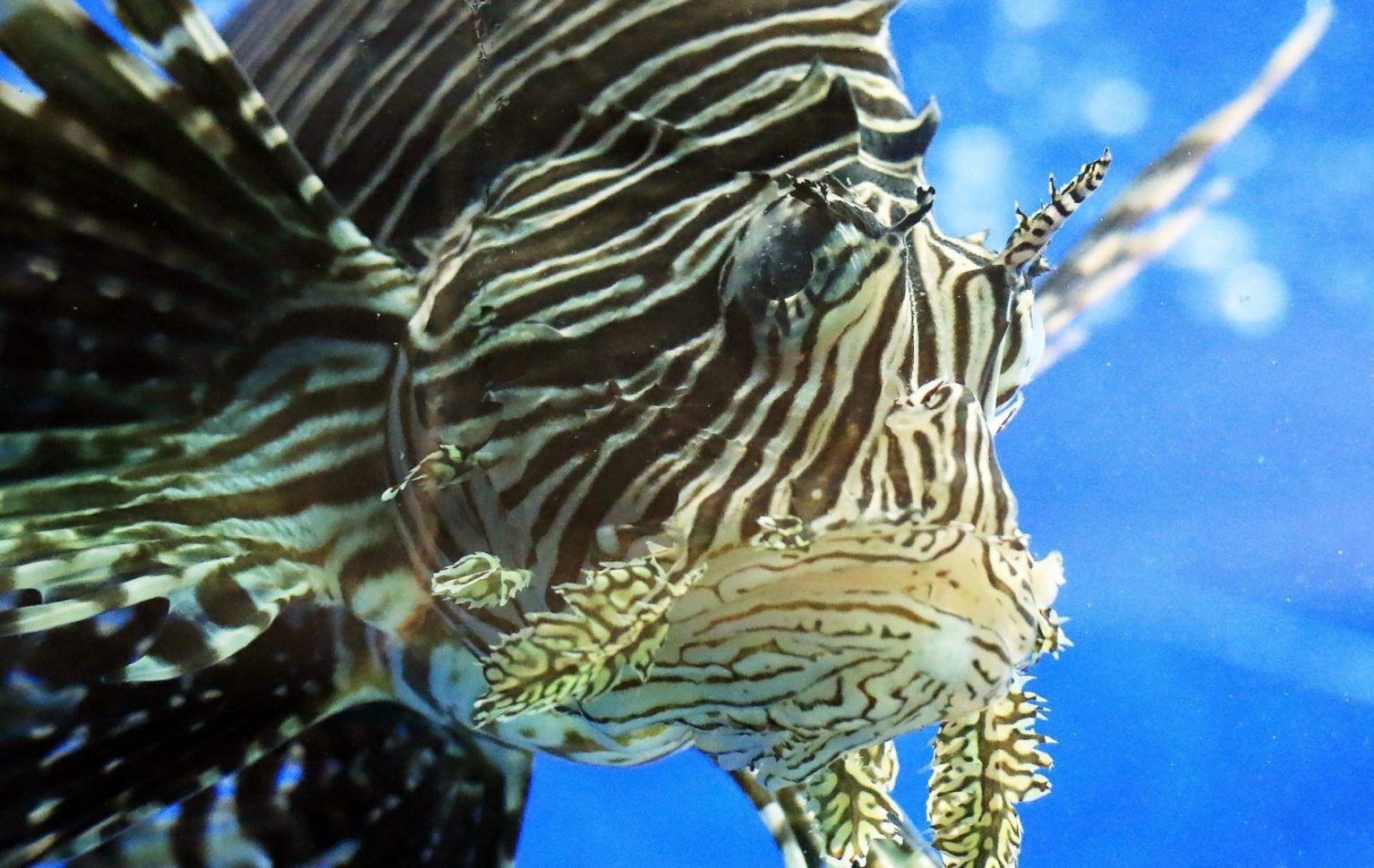 Costa Rica lucha contra el pez león - EFEverde