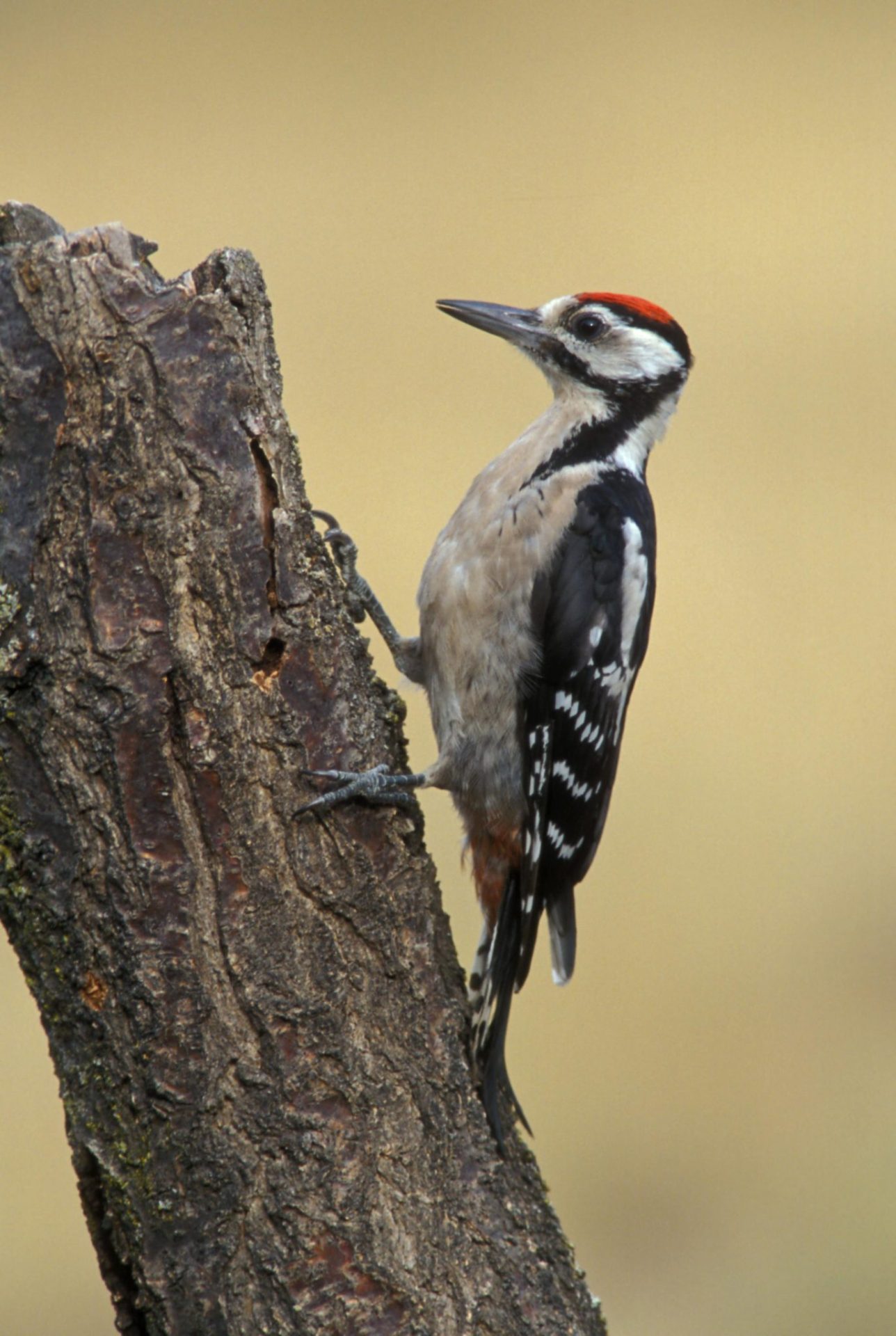 Pico Picapinos. Imagen: Gabi Sierra-SEO/BirdLife