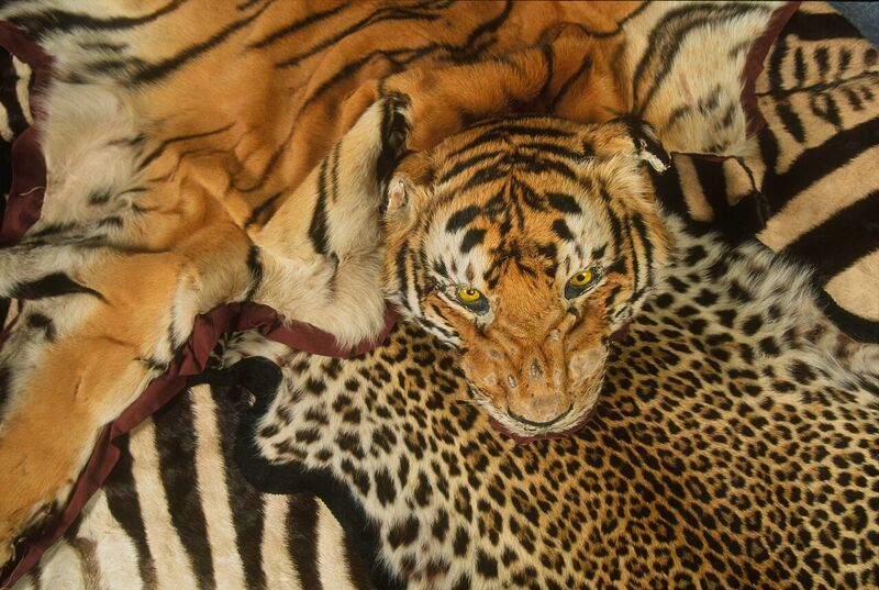 Pieles de tigre.EFE/WWF