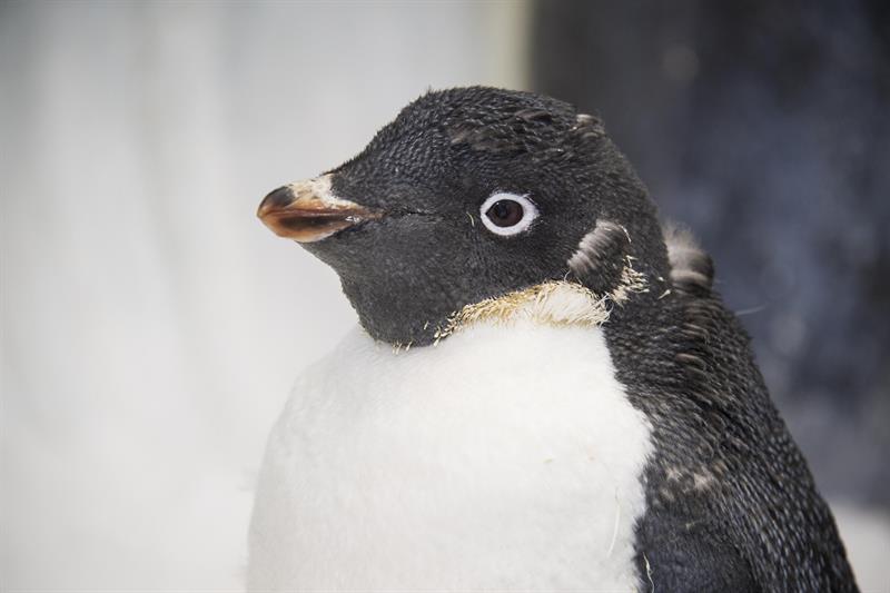 Wonder Twin, la pingüino de edad avanzada del parque temático SeaWorld de Florida.