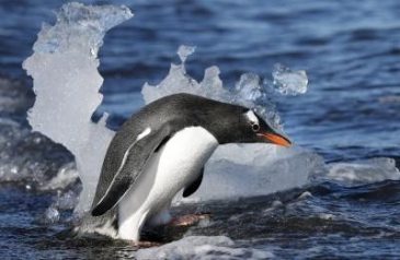 Un pingüino Papua adentrándose en el mar