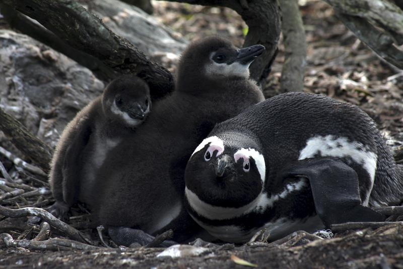 Un ejemplar adulto y dos crías de pingüino africano, especie que podría desaparecer de la costa sudafricana si no se actúa contra la caída continuada de su población.