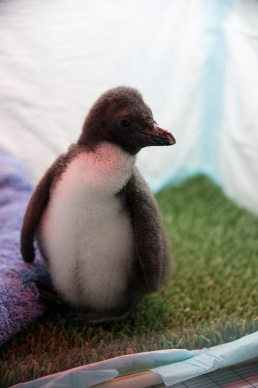 pingüino