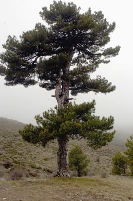 Los bosques mediterráneos, ecosistemas muy vulnerables frente a impactos del cambio climático como las sequías. 